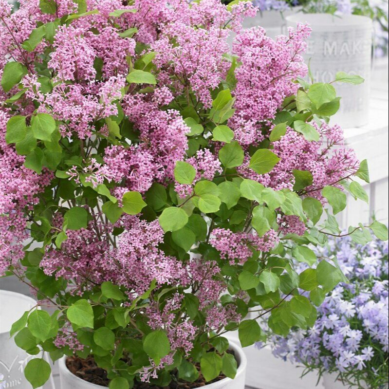 Карликовая Сирень Фото И Описание Кустарника – Telegraph