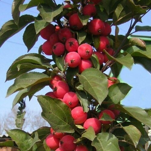 Яблоня Жебровское Описание Фото – Telegraph