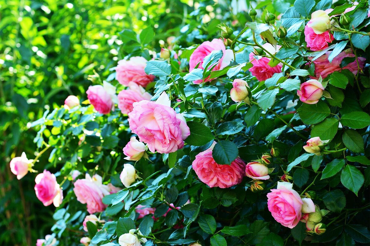 Какие растения лучше не сажать рядом с розами?