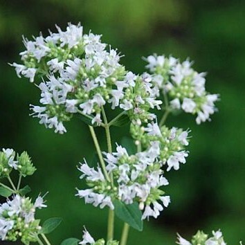 душица белая