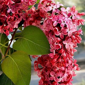 
                https://content.gdesemena.ru/images/catalog/123111_f8125efc0423405f0bd4dad975a7f835bd30d0c58f369da171260416ff6a3e77.jpg
