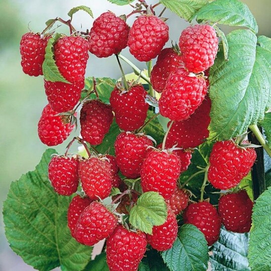 
                https://content.gdesemena.ru/images/catalog/123340_9994319fba38872fdc4decaeccda82163fdc1f5345072a6f9b91f9a7813c01b9.jpg
