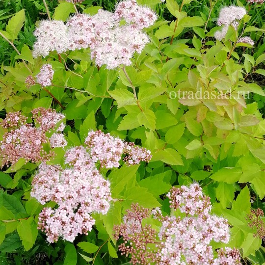 
                https://content.gdesemena.ru/images/catalog/147326_9d0467a1012c2a5c96f2c48e6578a5ca556f749b12f1e488fa0c22dd6d8110d4.jpg
