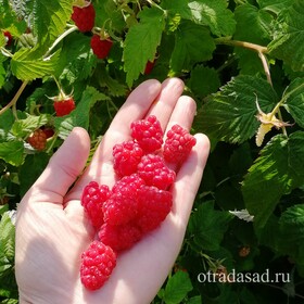 малина носорог