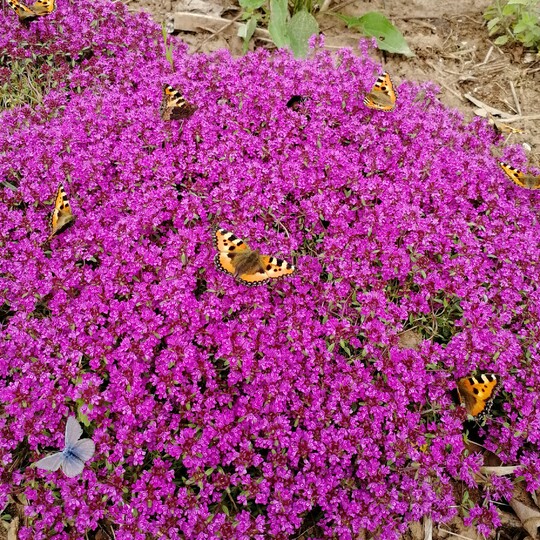 тимьян ранний