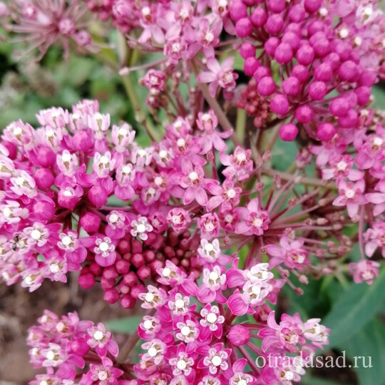 ваточник розовый