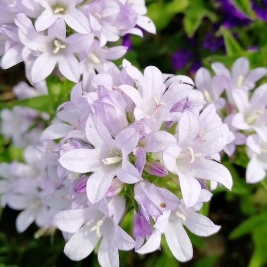 колокольчик