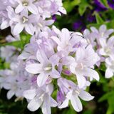 колокольчик