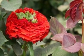 
                https://content.gdesemena.ru/images/catalog/157785_d79d55bdbe8c5dc91474acdaa48ebdfba76cb7b1467048d9a07a72d337552894.jpg
