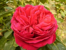 
                https://content.gdesemena.ru/images/catalog/157819_60080ff37d9a19711354da35f657aaf710323a00a26d46a687ba17595c37b259.jpg
