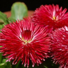 Маргаритка Habanera Red (Хабанера Ред)