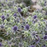 Синеголовник плосколистный Blue Glitter (Блю Глиттер)