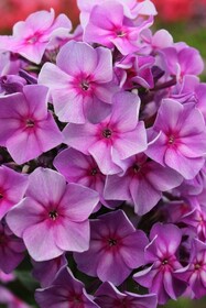 
                https://content.gdesemena.ru/images/catalog/165536_da348a3577197432e90ad675b49aef892a0f7835bf97427310f8f37054e4773c.jpg
