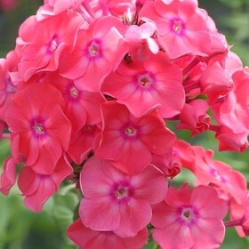 
                https://content.gdesemena.ru/images/catalog/182173_df2d6d24ddad3a1e1b1a697b6e9f6a43b5137437382e5564dc4d6ba94eedaa29.jpg
