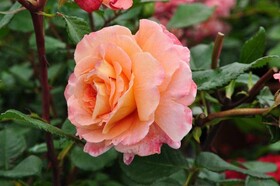 
                https://content.gdesemena.ru/images/catalog/182598_136ad3dce44c2b70fb8aa669867144693c71a0e0d08783903780ac2681e75710.jpg
