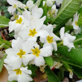 примула