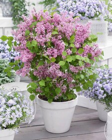
                https://content.gdesemena.ru/images/catalog/185183_328a8818de4947fa933f93dfaace4af0203ba3bff89a500c304d882e99577f99.jpg
