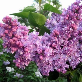 
                https://content.gdesemena.ru/images/catalog/185185_f8fbb628de865daeadd8ff8f6c9497276654c65d643e9c6a1dbaac226692bbd4.jpg
