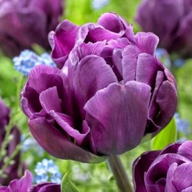 
                https://content.gdesemena.ru/images/catalog/185551_2856c57df44685b02b2128a0cce6cf0b8f88ab8c528401e76977bded7bf2427d.jpg
