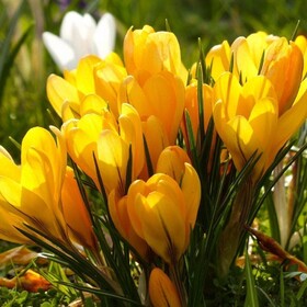 
                https://content.gdesemena.ru/images/catalog/185935_7c673e0eb681be8a713de995ade80380a05c29d4ef42bd084d39a497937b8d8c.jpg
