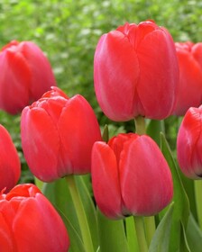 
                https://content.gdesemena.ru/images/catalog/186333_60123166544f97572f7ebb68f8f59d72e72d59434c525c49a852a6ce64cc1726.jpg
