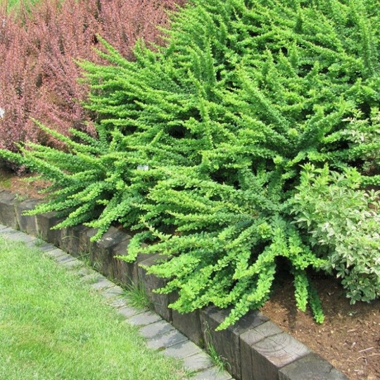 к-ты карпет