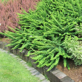 к-ты карпет