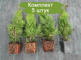 
                https://content.gdesemena.ru/images/catalog/187318_c92a3d4863b6e7d4d445d968f40f31445661f0f51ddfaa662f8a5f9505402080.jpg
