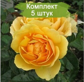 
                https://content.gdesemena.ru/images/catalog/187601_4763947b9fe8322903e909551be2f171492e778836a9f26c8ad1d37003d524ba.jpg
