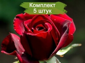
                https://content.gdesemena.ru/images/catalog/187681_790d7591d97504203a4e277b588b5a72ff675a347d4ed9c83987358102e18c25.jpg
