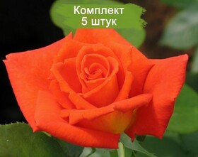 
                https://content.gdesemena.ru/images/catalog/187714_3a397f89c37e16992f17997b3fd6a98ba5963f10781b615a3844b7daa6a3998d.jpg
