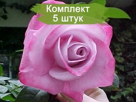 
                https://content.gdesemena.ru/images/catalog/187721_22917ac4c15c8b036169b90867fad1912dc1f6302377a9a9ab8a2019e1e7b842.jpg
