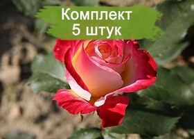 
                https://content.gdesemena.ru/images/catalog/187734_03121e1b412f6704868568517a0f2d7ef038c596f84fea60f30ec1a5d9dbcf75.jpg
