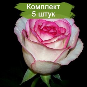 
                https://content.gdesemena.ru/images/catalog/187754_a4807d26219da3832d96fbbe19ac7b07326561c3441be0917cd32cb7a662f835.jpg
