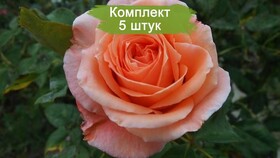 
                https://content.gdesemena.ru/images/catalog/187758_602c4ced2d95da5838646fbffd73cb6d4c62694f717a902cbdf2b3548b40ba10.jpg
