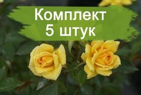 
                https://content.gdesemena.ru/images/catalog/187826_4b0848305ccbb3c110c13f5cae34e0d51a42e9490ec3f1abd475157790ffd514.jpg
