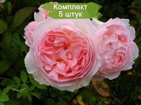 
                https://content.gdesemena.ru/images/catalog/187953_9f2cabf818b29d62d20b5e8c9c3ad135744880734f90a8888571b621c07ae15f.jpg
