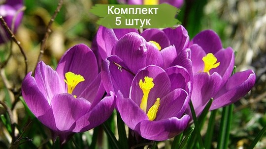 
                https://content.gdesemena.ru/images/catalog/188157_c94152732a4e30062b6c5947d361d27c68e4ad80f5a79c612dd23c19eb10b01c.jpg
