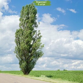 
                https://content.gdesemena.ru/images/catalog/189011_bb7e306e70eafaa522981d7de50a0f601718866d0c3f2f9419fa76d184749c7c.jpg
