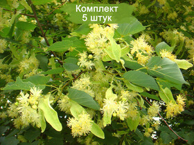 
                https://content.gdesemena.ru/images/catalog/189136_a3a9cb624367ac8b5fb3209d5424887cbe157e15f12a2c4e191d3d1e6dc22482.jpg
