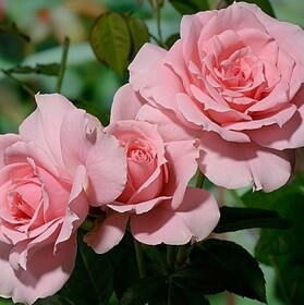 
                https://content.gdesemena.ru/images/catalog/193117_48878125418c8f3f551a1d2ce1dd87903f771d8c0b15dad02fe1841dcbbfcdab.jpg
