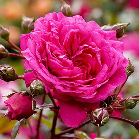 
                https://content.gdesemena.ru/images/catalog/193176_c073682a9dd34f6089da3aa672e1c42fd5f92a85473608f8757901daac575ccc.jpg
