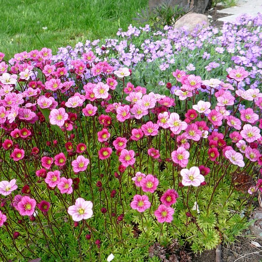 Камнеломка Арендса Floral Carpet (Флорал Карпет) 