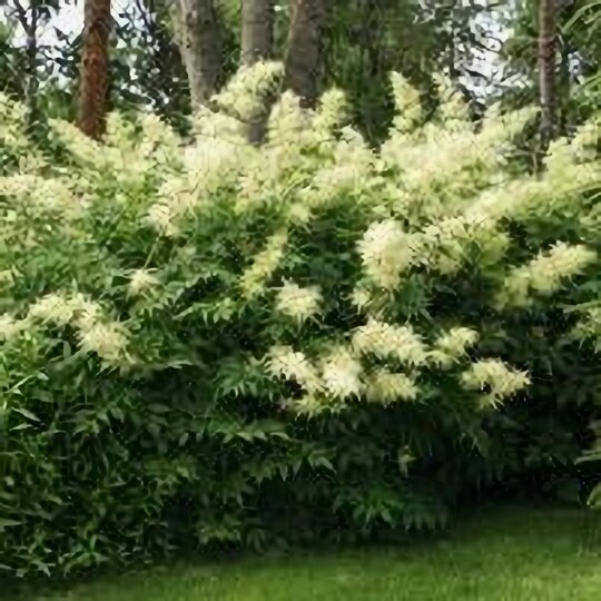 
                https://content.gdesemena.ru/images/catalog/196878_1feb938d7b598a98c57d4b99b4c8f9382dfd7ea9997668b25601b16c83ed64f2.jpg
