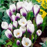 
                https://content.gdesemena.ru/images/catalog/196982_cb549ec5a4c761d0020da6915304e72bd0dd108e4da5d83bcd4d222c66c80855.jpg
