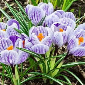 
                https://content.gdesemena.ru/images/catalog/196984_1bda45853a75a49e6bdac265c4eb0c4fc5a2a34247331b477ae1278ecff05810.jpg

