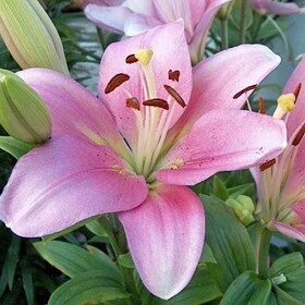 
                https://content.gdesemena.ru/images/catalog/197263_1fbbc8f8d96e778d4a1e7810434ac7152efcd48a738ef229a0e409033a4db5ee.jpg
