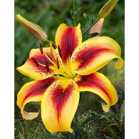 
                https://content.gdesemena.ru/images/catalog/197281_1d4c6a7af6994d2df49bebc1e24a353196344b7e8842ba68ebd0f0b66b27b8f1.jpg

