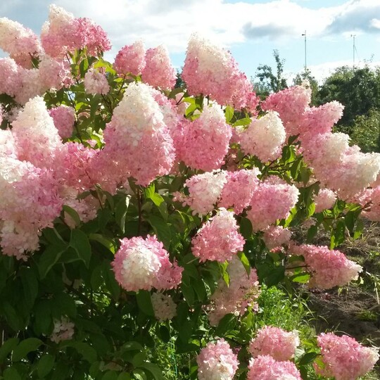 Гортензия метельчатая Vanille Fraise (Ванила Фрейз)