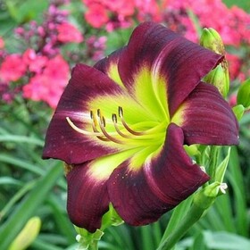 
                https://content.gdesemena.ru/images/catalog/197508_9ee6c678719df6400433a637bd77647d99e133c2798c62c7127409fbc453188d.jpg
